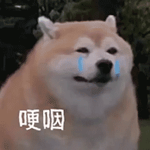 旭旭宝宝正式宣布停播！喜提梦想座驾奔驰大G引老婆不满：怎么我还是小电动！